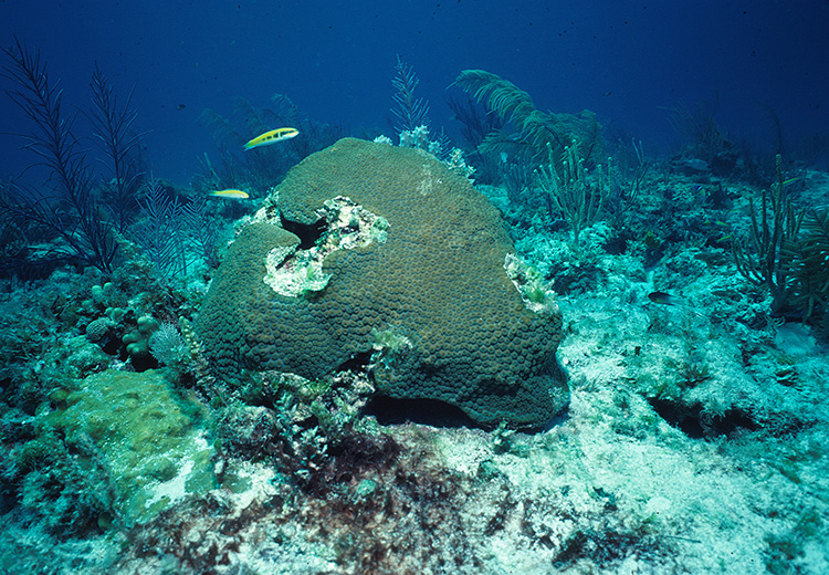underwater coral colony