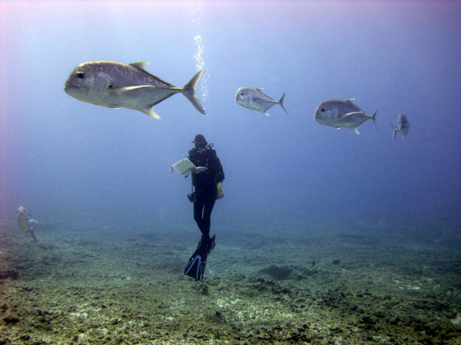 Diver counting coral reef fishes at Pearl and Hermes Reef using the SPC method