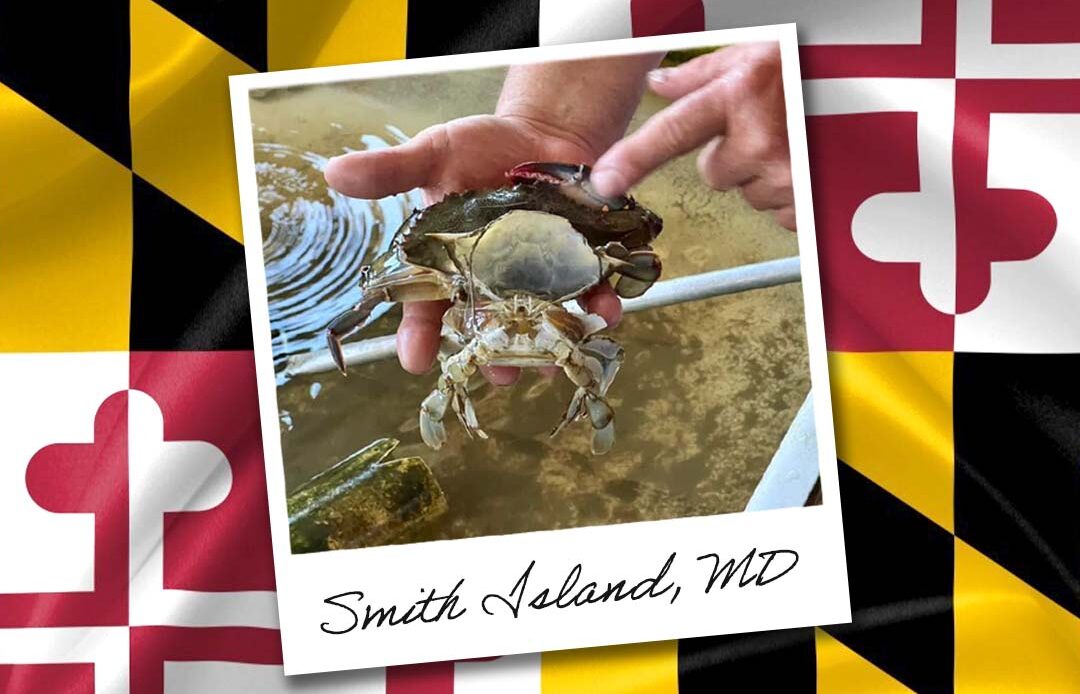 A Polaroid style photo of a Maryland blue crab layered over an image of the Maryland state flag.